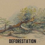 Deforestation Essay