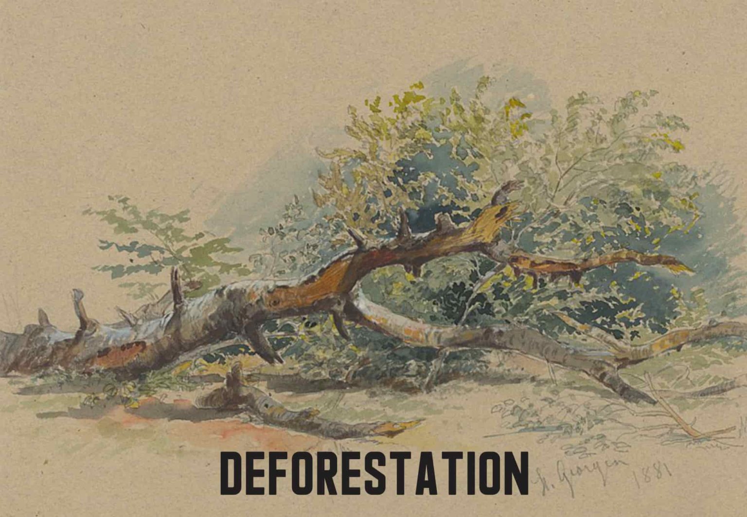 avoid deforestation essay