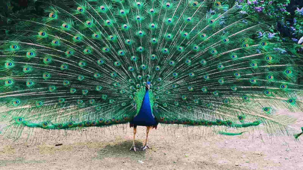 essay on peacock