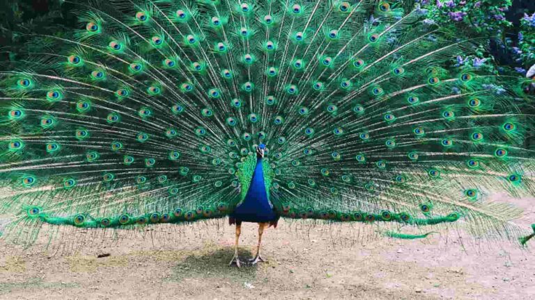 essay on peacock