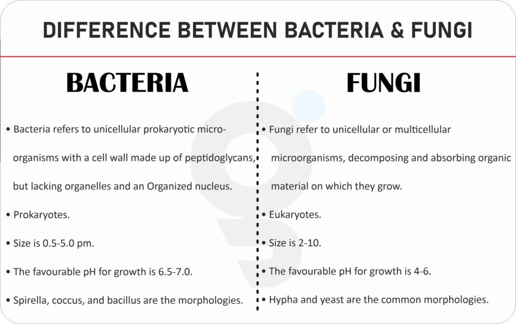 Difference Between Fungi and Bacteria