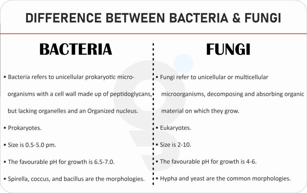 Is Fungi And Bacteria The Same