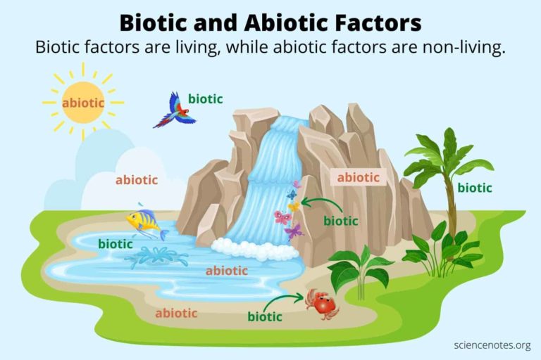 What is Difference Between Biotic and Abiotic Components?