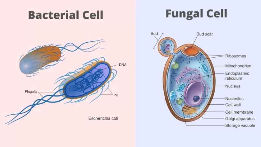 What is the Difference between Fungi and Bacteria