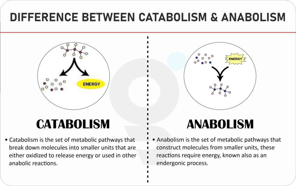 Difference between Catabolism and Metabolism
