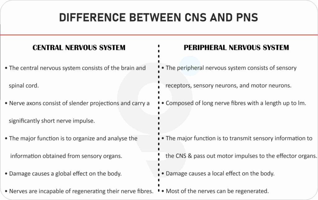 Difference between CNS and PNS