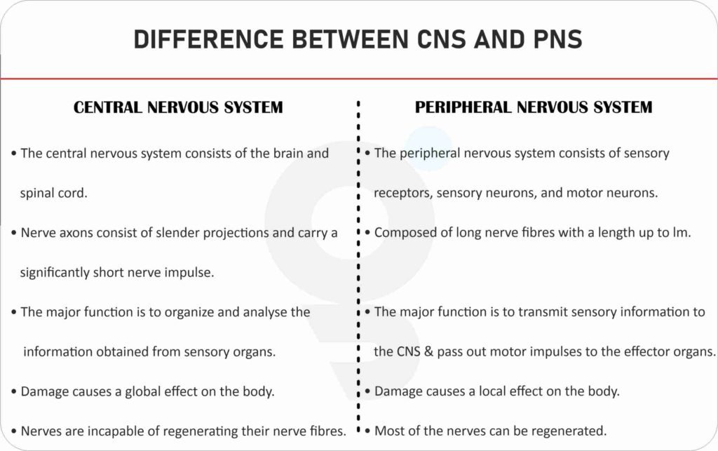 What Is Difference Between CNS And PNS 