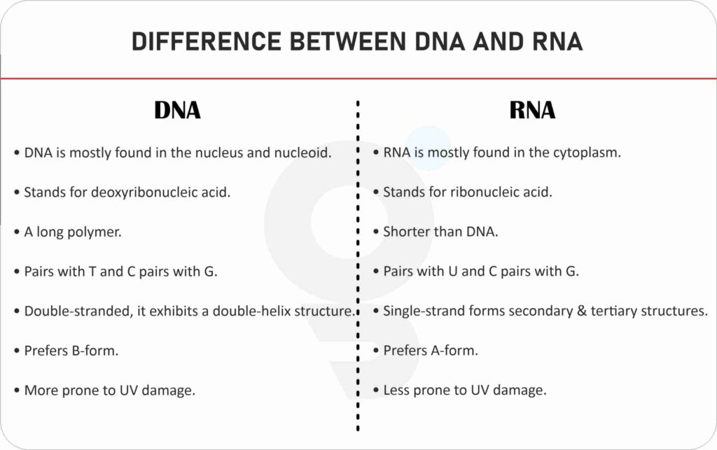 List Two Differences Between Dna And Rna