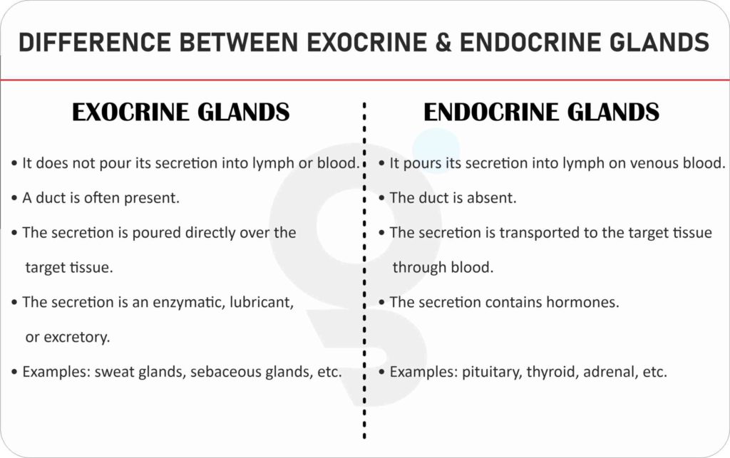 Difference between Exocrine and Endocrine Glands