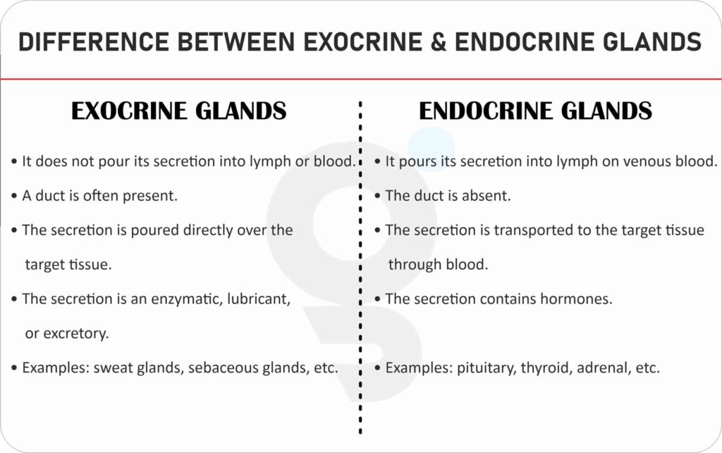 what-is-difference-between-exocrine-and-endocrine-glands