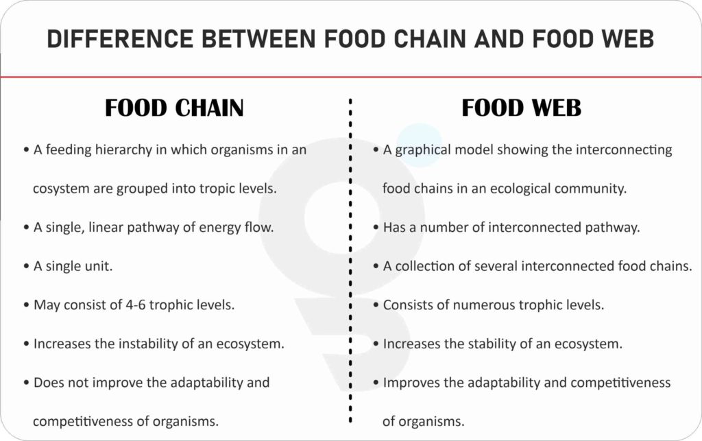 What is Difference between Food Chain and Food Web?