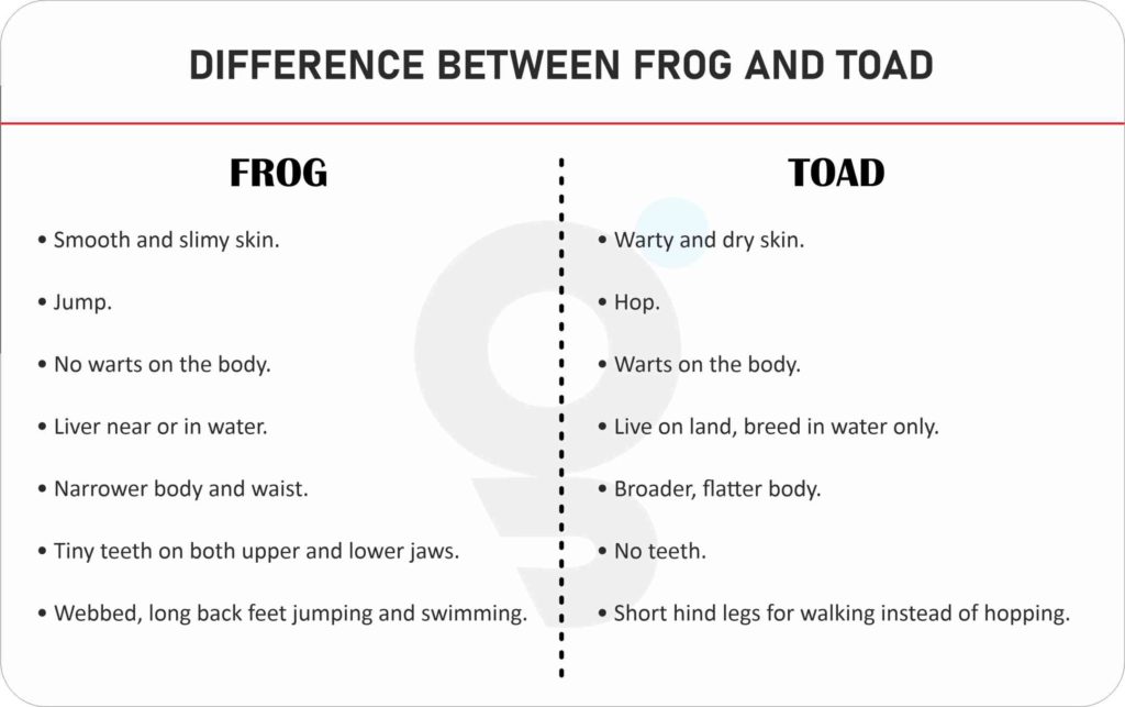 Difference between Frog and Toad