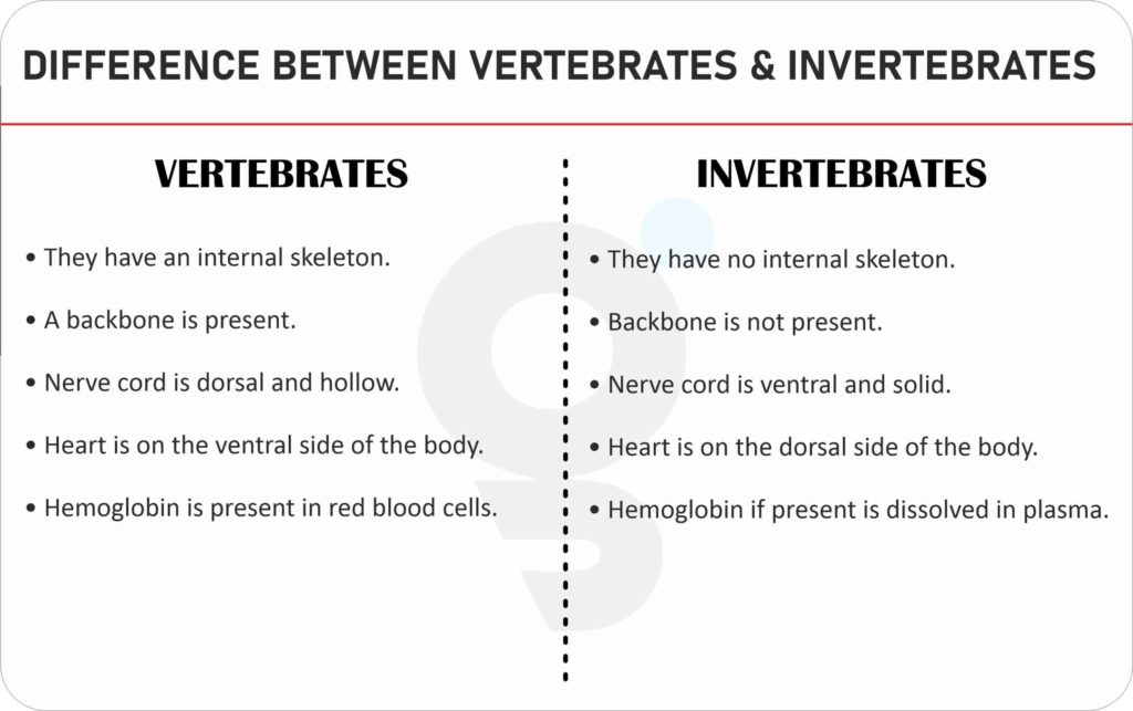 Difference between Invertebrates and Vertebrates