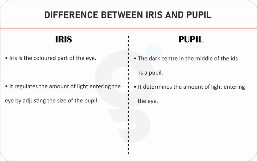 Difference between Iris and Pupil