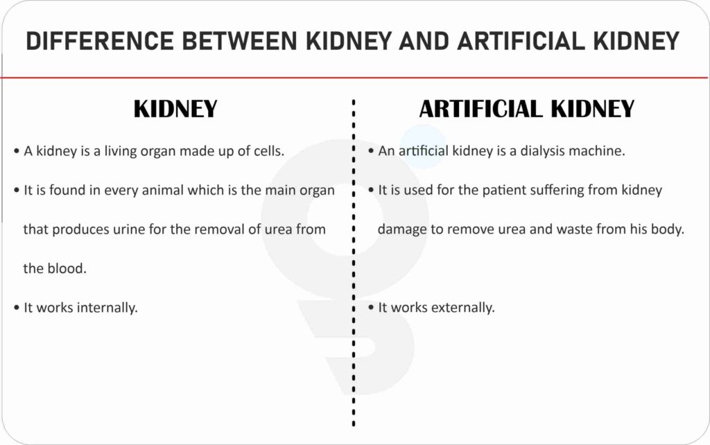 Difference between Kidney and Artificial Kidney