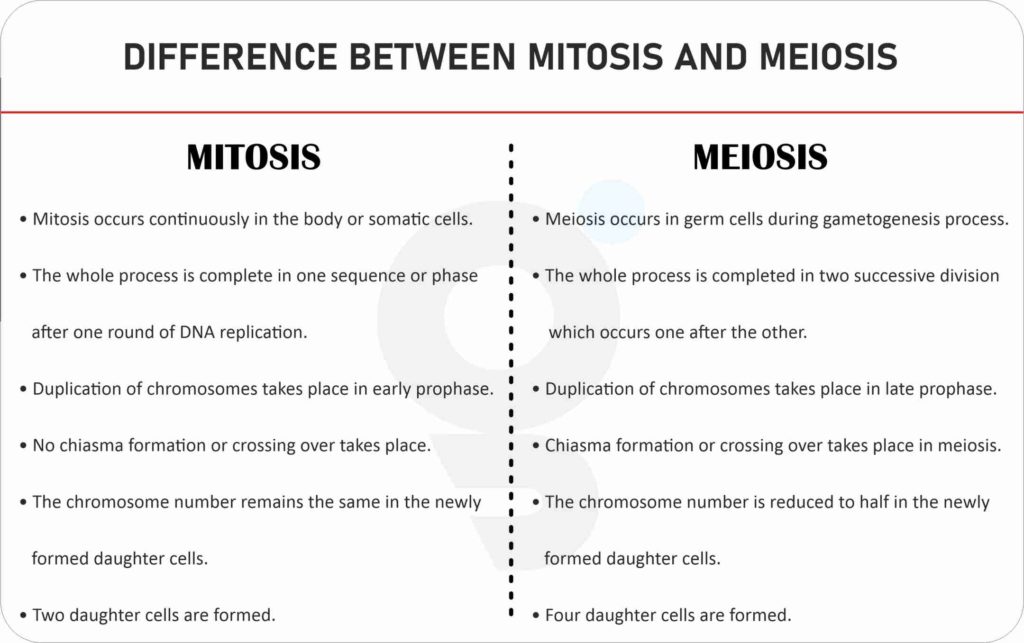 Difference between Mitosis and Meiosis