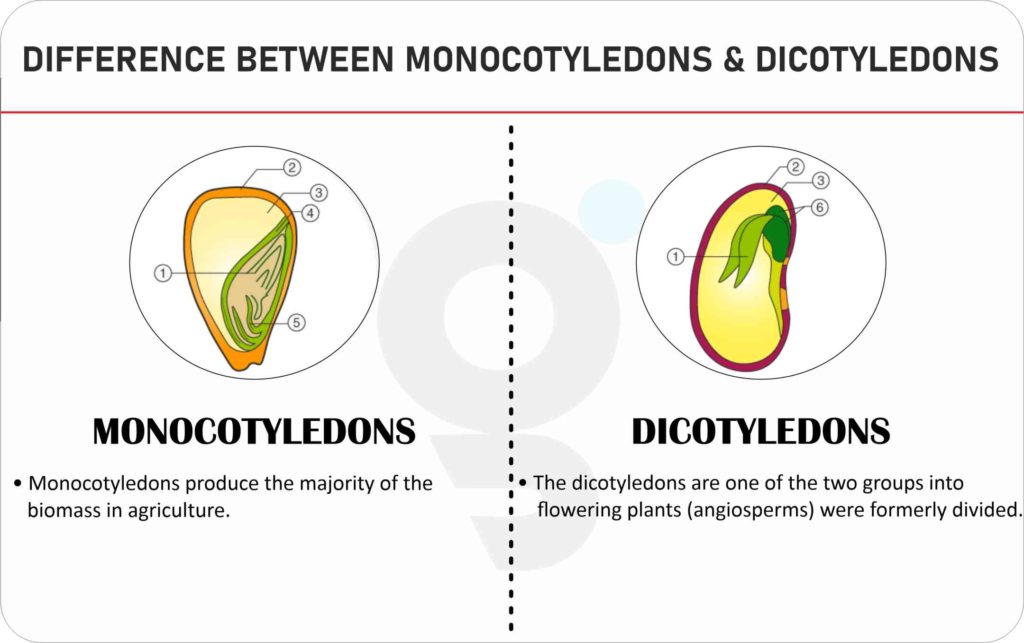 Difference between Monocotyledons and Dicotyledons