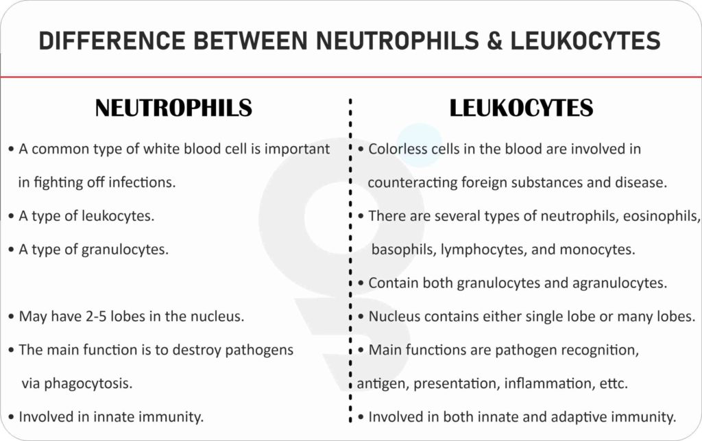 Difference Between Neutrophils and Basophils