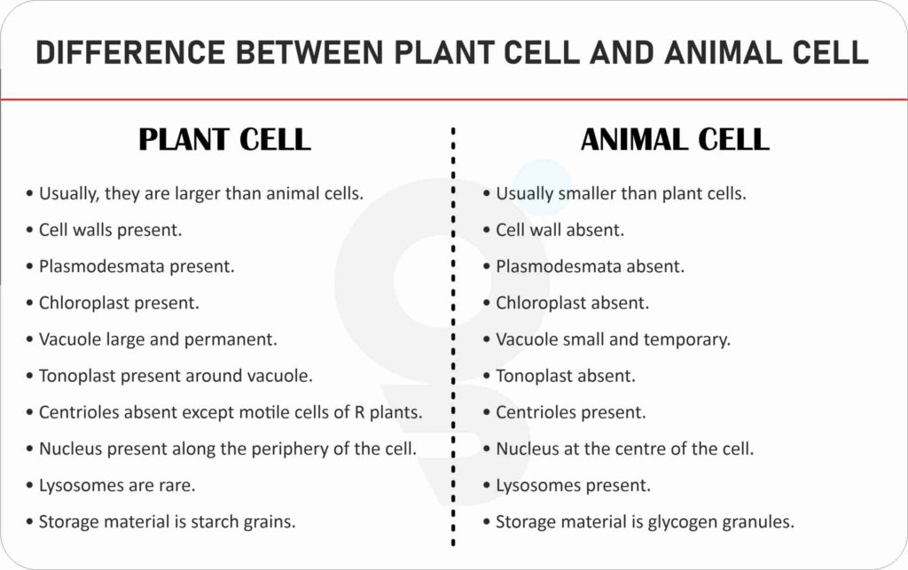 Difference between Plant Cells and Animal Cells