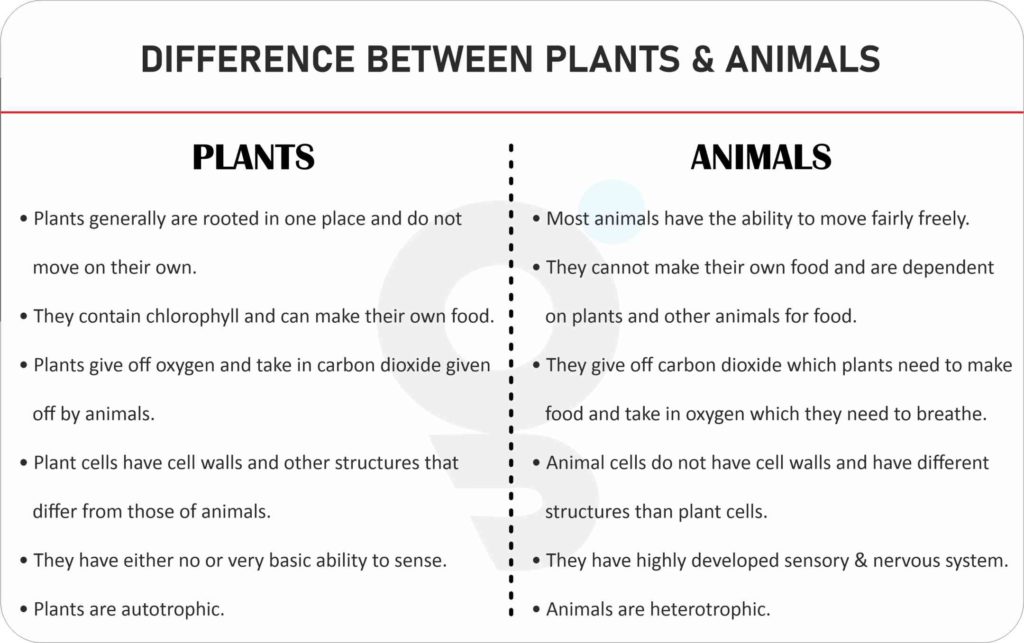 Difference between Plants and Animals