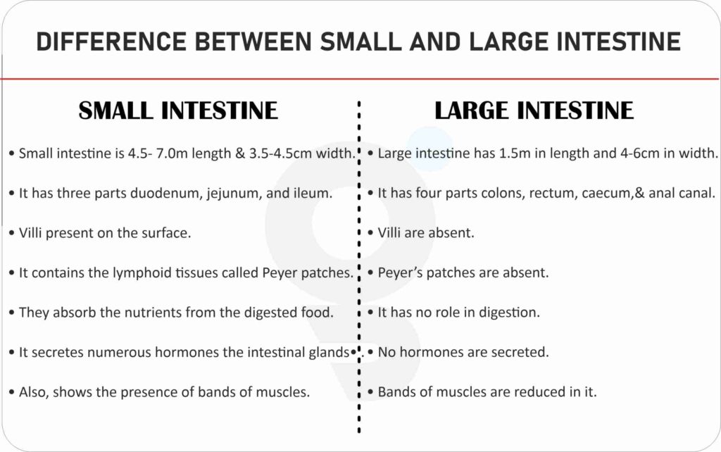 Difference between Small and Large Intestine
