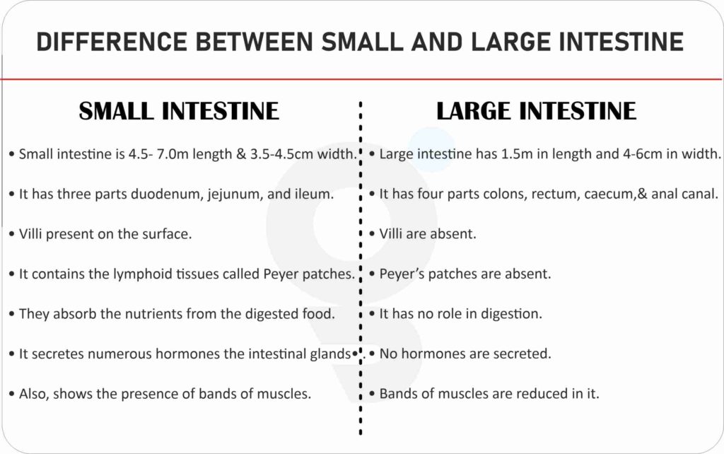 what-is-difference-between-small-and-large-intestine