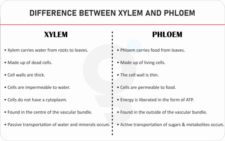 Difference between Xylem and Phloem